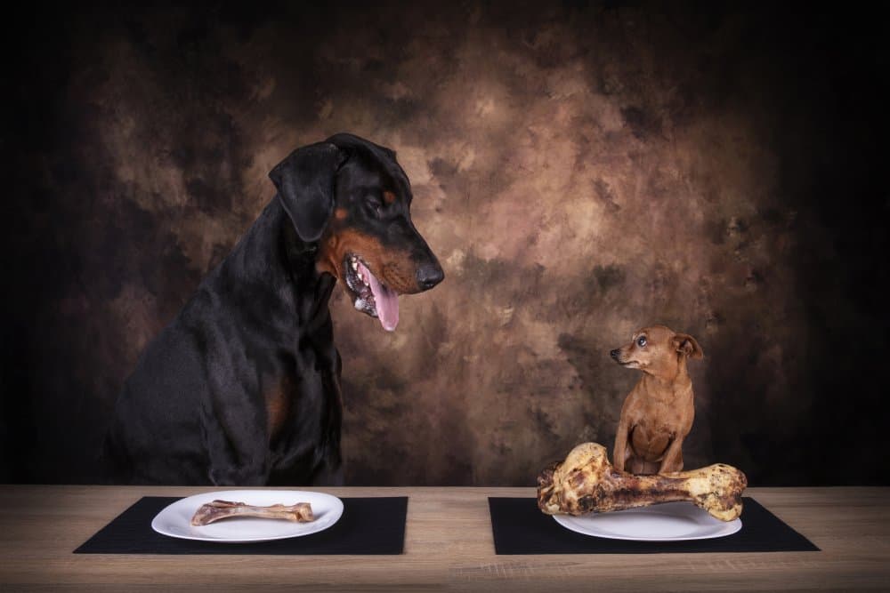 Big Dog Little Bone by Madison — canvas wall art