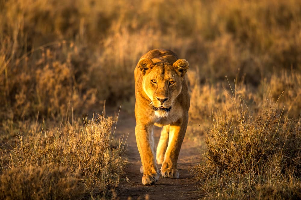 Golden Lioness Stalks by Hung Tsui — canvas wall art