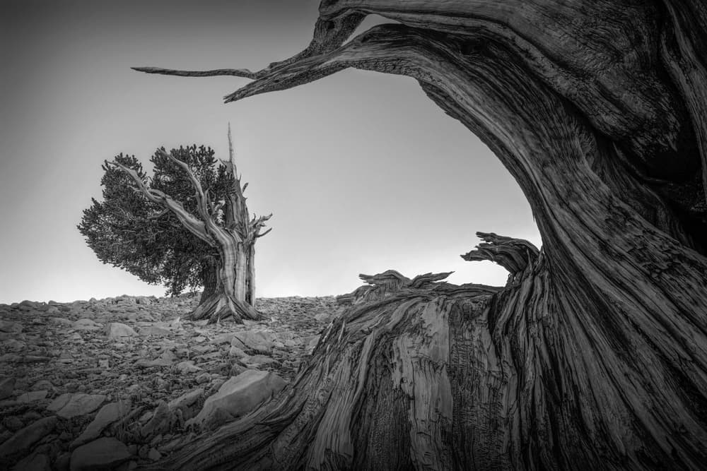 Ancient Twisted Trees by Leah Xu — canvas wall art