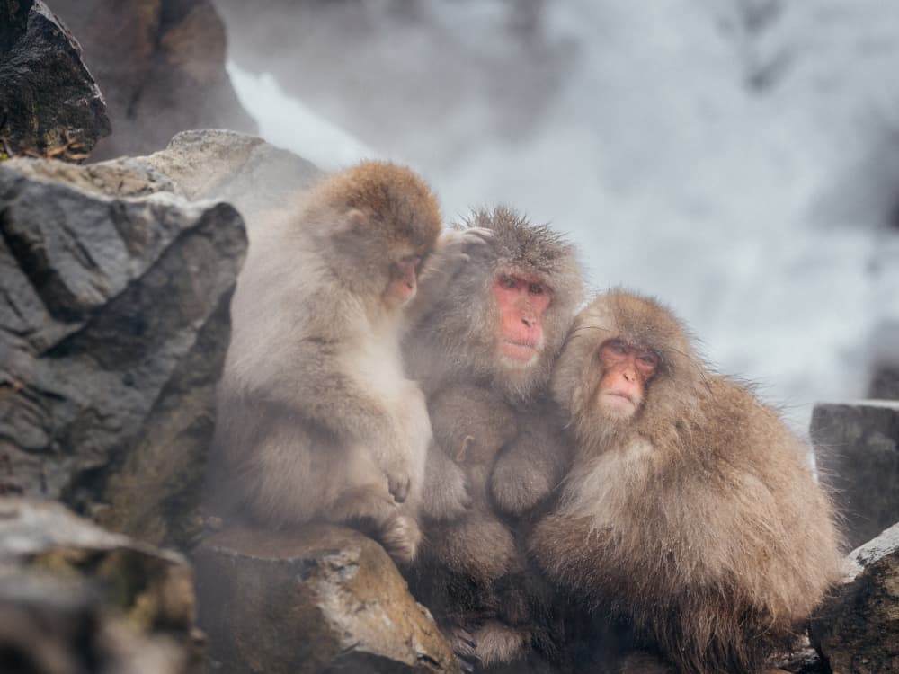 Snow Monkey by Yuzo Fujii — canvas wall art
