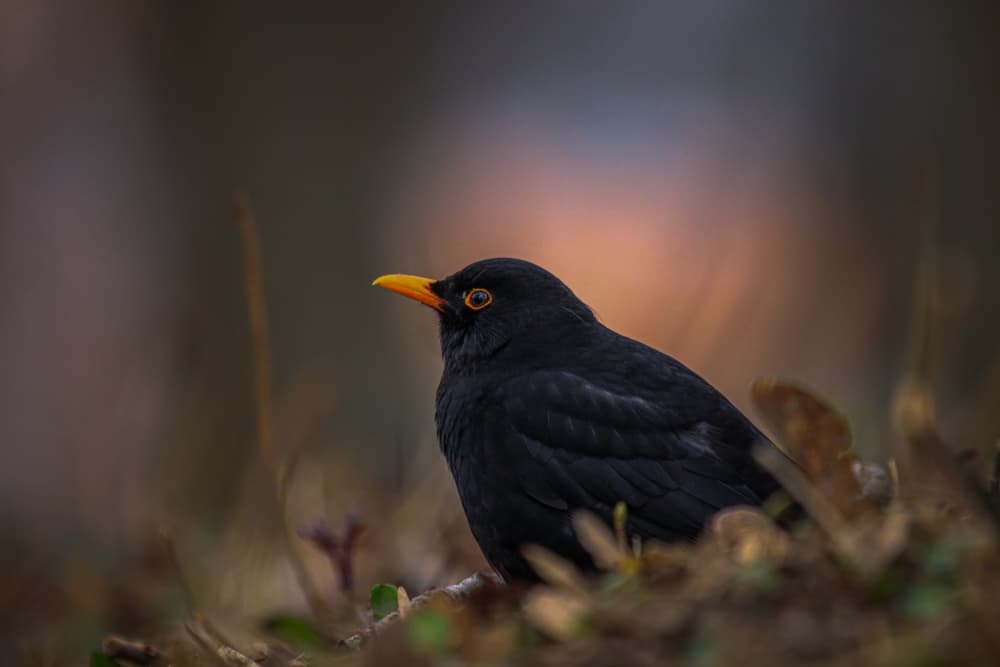 Blackbird Yellow Beak by ptu6ki — canvas wall art