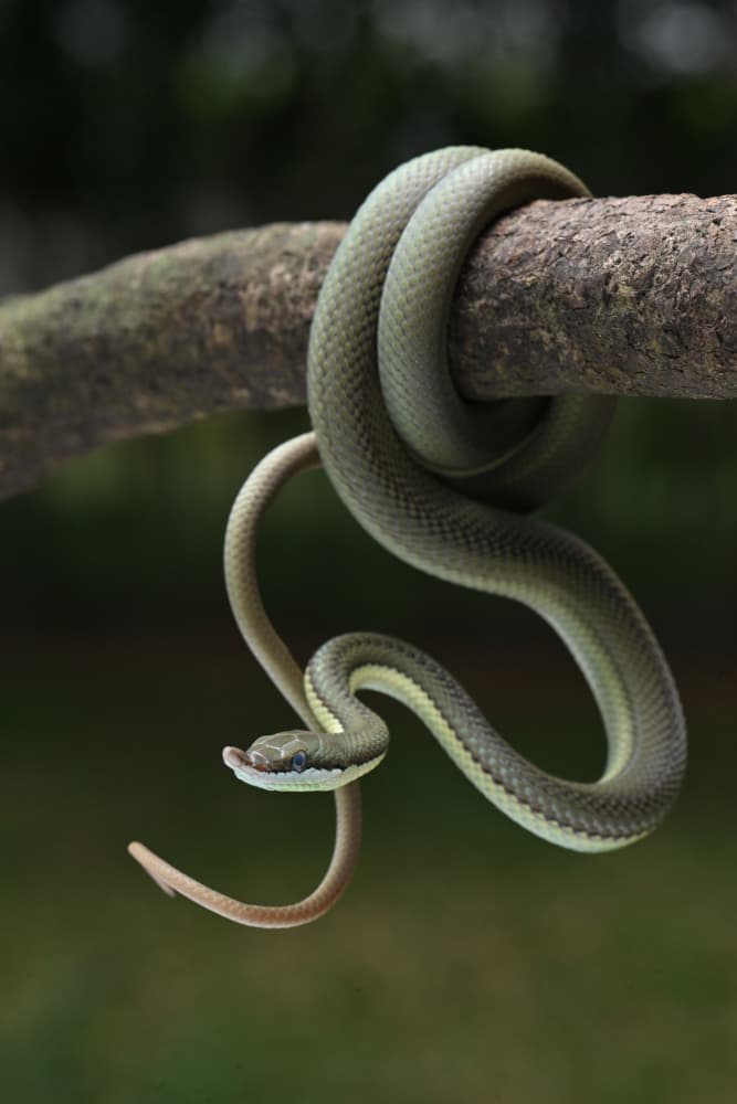 Graceful Green Tree Snake by Ajar Setiadi — canvas wall art