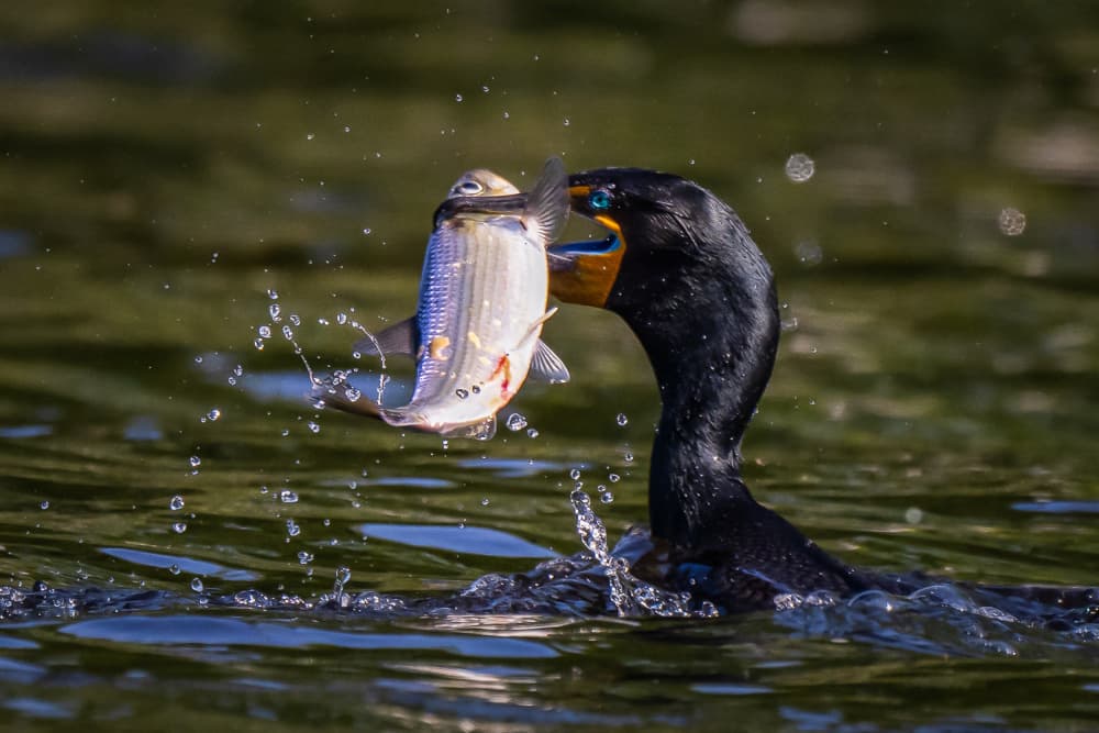 Cormorant Fishing Splash by Mei Zhang APA — canvas wall art