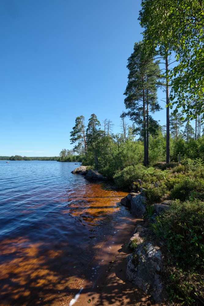 Summer Forest Lake by Geertjan Plooijer — canvas wall art