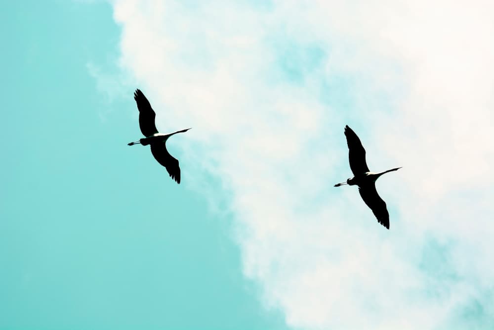Two Birds Soaring by Tal Paz-Fridman — canvas wall art
