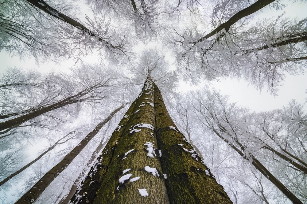 Looking up by Tom Pavlasek — canvas wall art