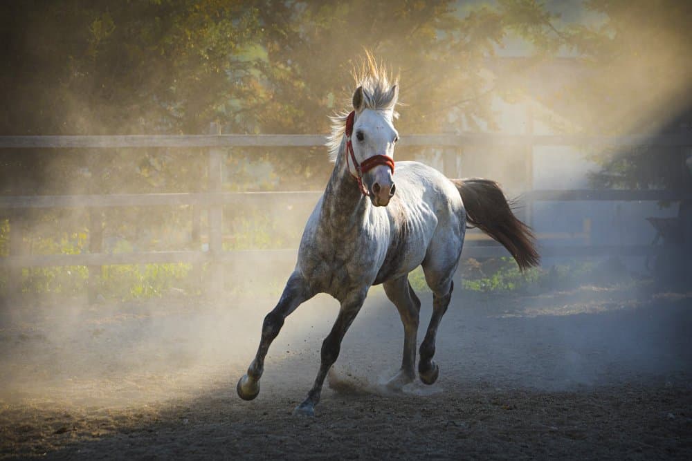 Galloping Horse Golden Light by Nazim Tetik — canvas wall art