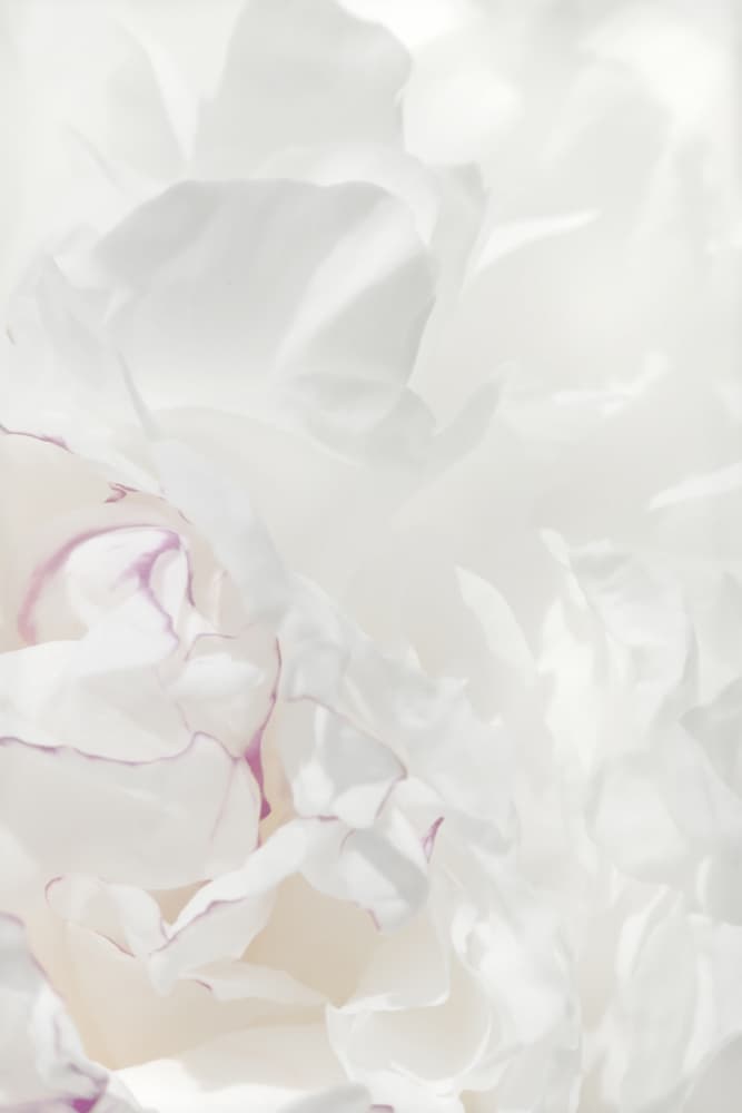 Soft Peony Petals by Pictufy Studio III — canvas wall art