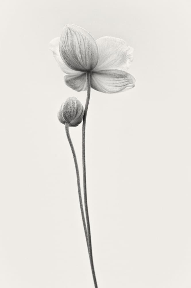 Graceful Bloom and Bud by Lotte Grønkjær — canvas wall art