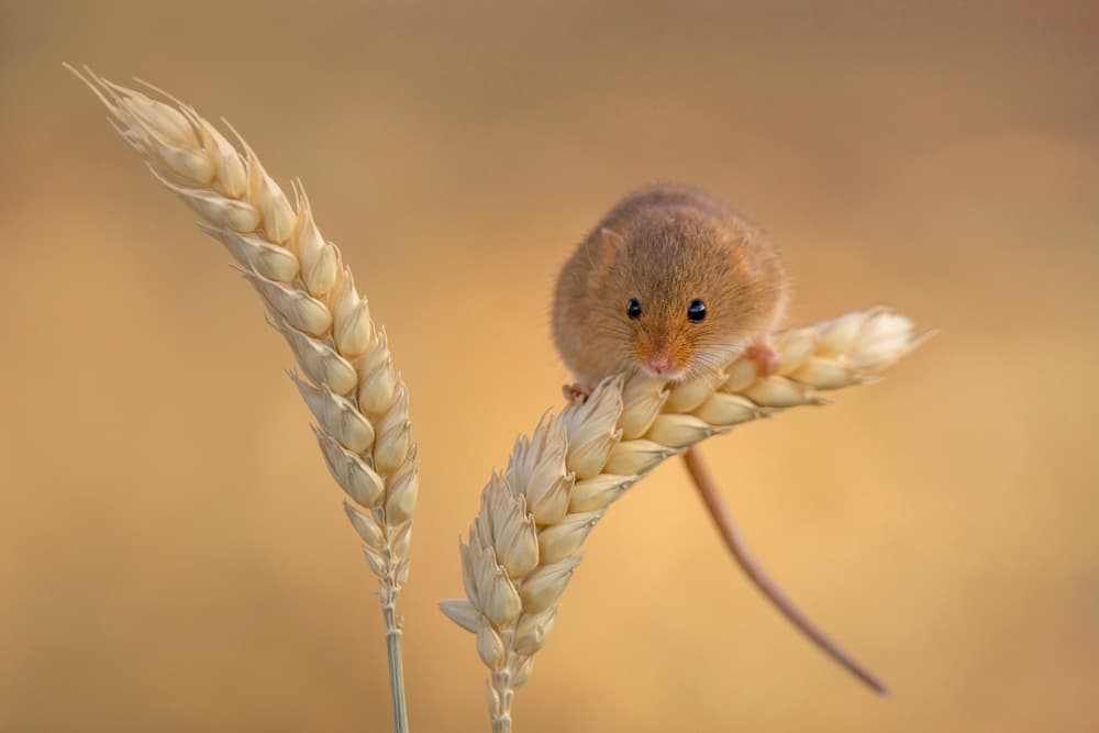 Tiny Mouse On Wheat by Kutub Uddin — canvas wall art