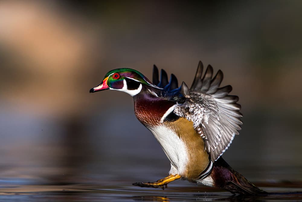 Vibrant Wood Duck Flight by verdon — canvas wall art