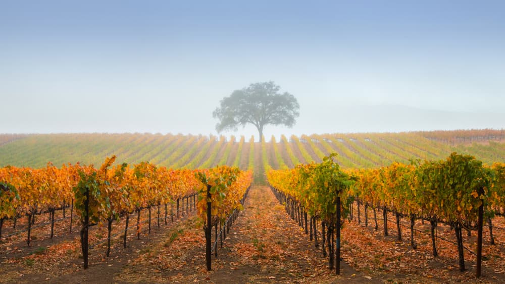 Misty Autumn Vineyard by Dianne Mao — canvas wall art