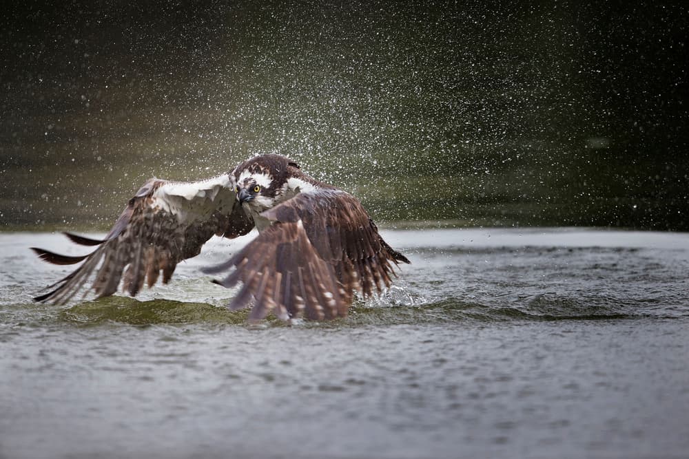 Osprey Water Burst by Phillip Chang — canvas wall art