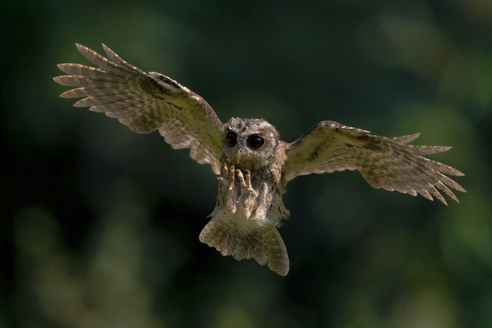 Flying Brown Owl by Gavin Lam — canvas wall art