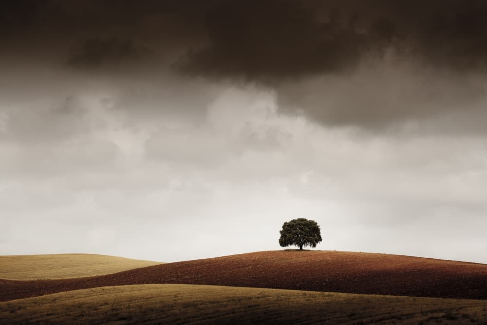 Solitary Hillside Tree by Alberto Merchán — canvas wall art