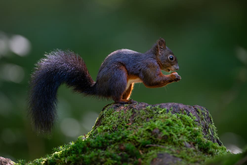 Red Squirrel on Mossy Stump by Bjoern Alicke — canvas wall art
