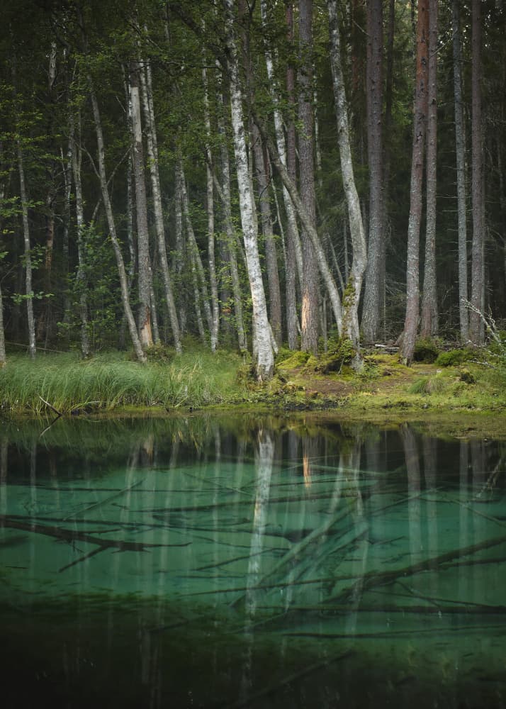 Emerald Forest Water by Hamed Bank — canvas wall art