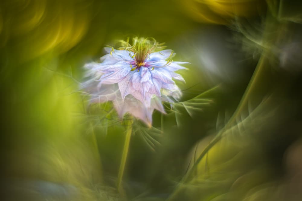 Soft Blue Bloom by Piet Haaksma — canvas wall art