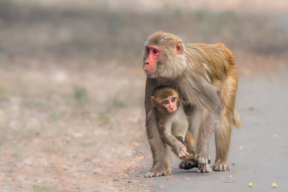 Macaque Mother And Child by Rajat Dhesi — canvas wall art