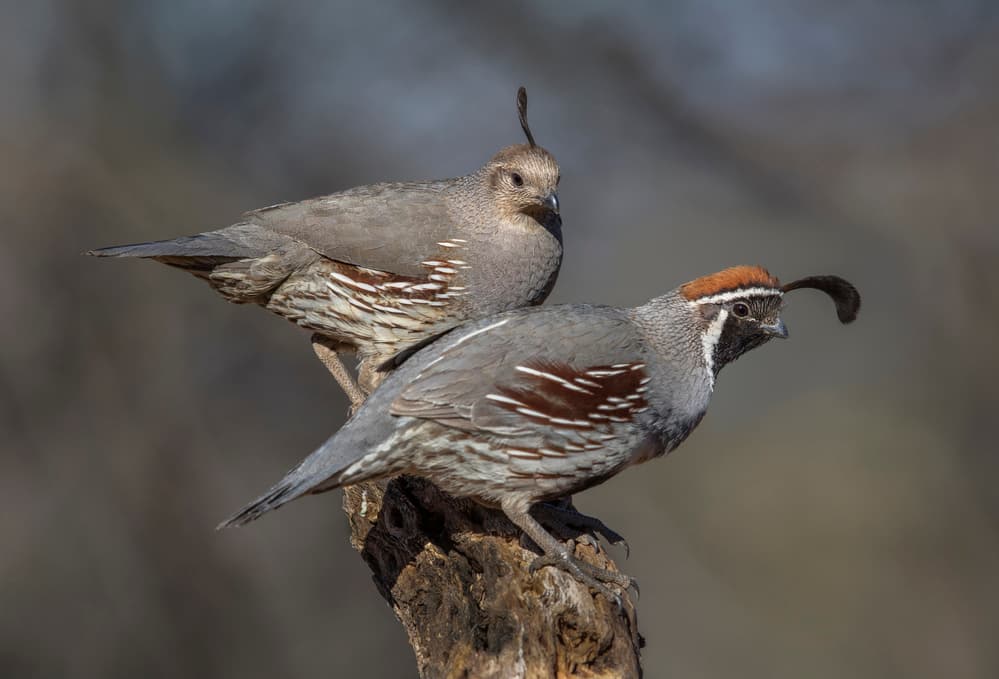 Gambel's Quail Pair by Greg Barsh — canvas wall art