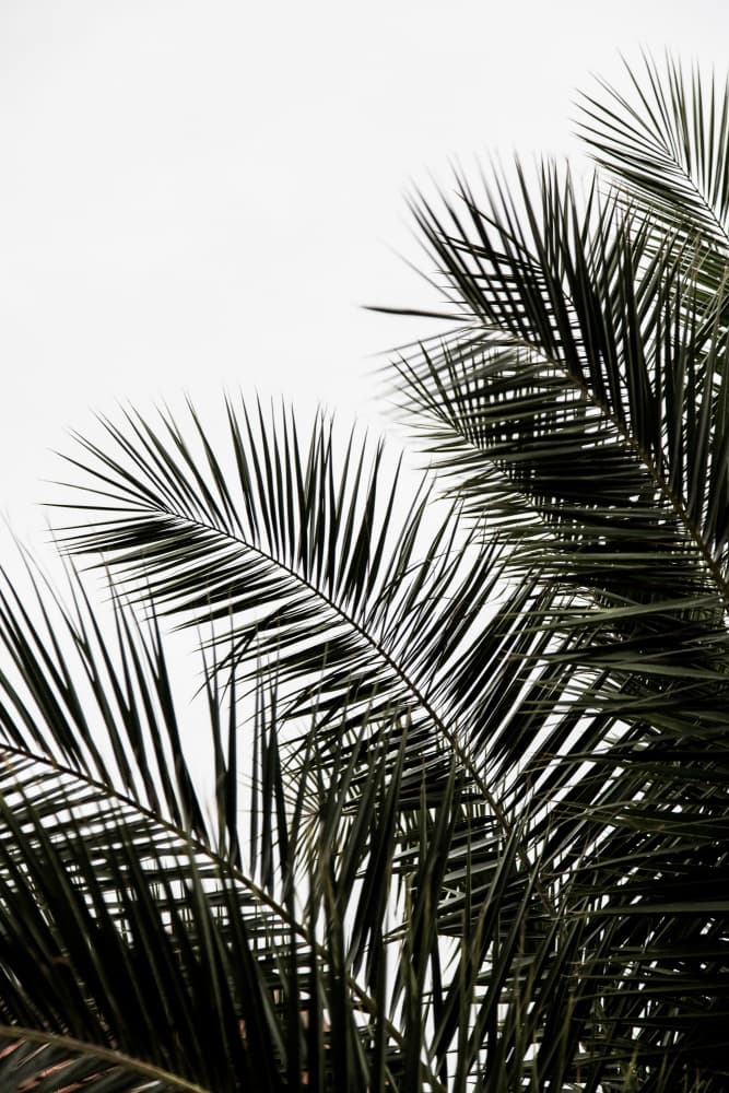 Palm Leaves 3 by Mareike Böhmer — canvas wall art