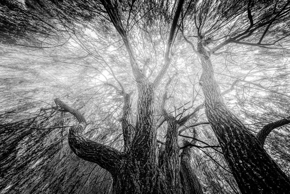Misty Forest Canopy by Steve Hermann — canvas wall art
