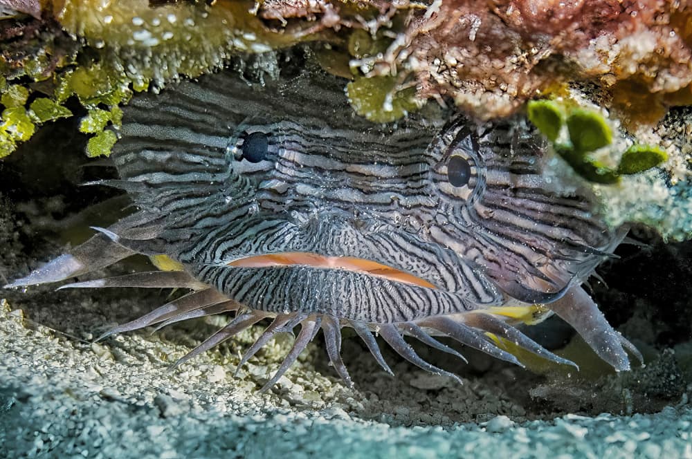 Striped Underwater Fish by Fernando Abreu — canvas wall art