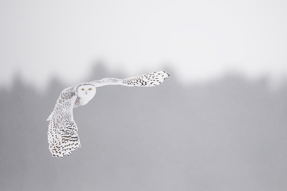 Snowy Owl in Flight by Marco Pozzi — canvas wall art