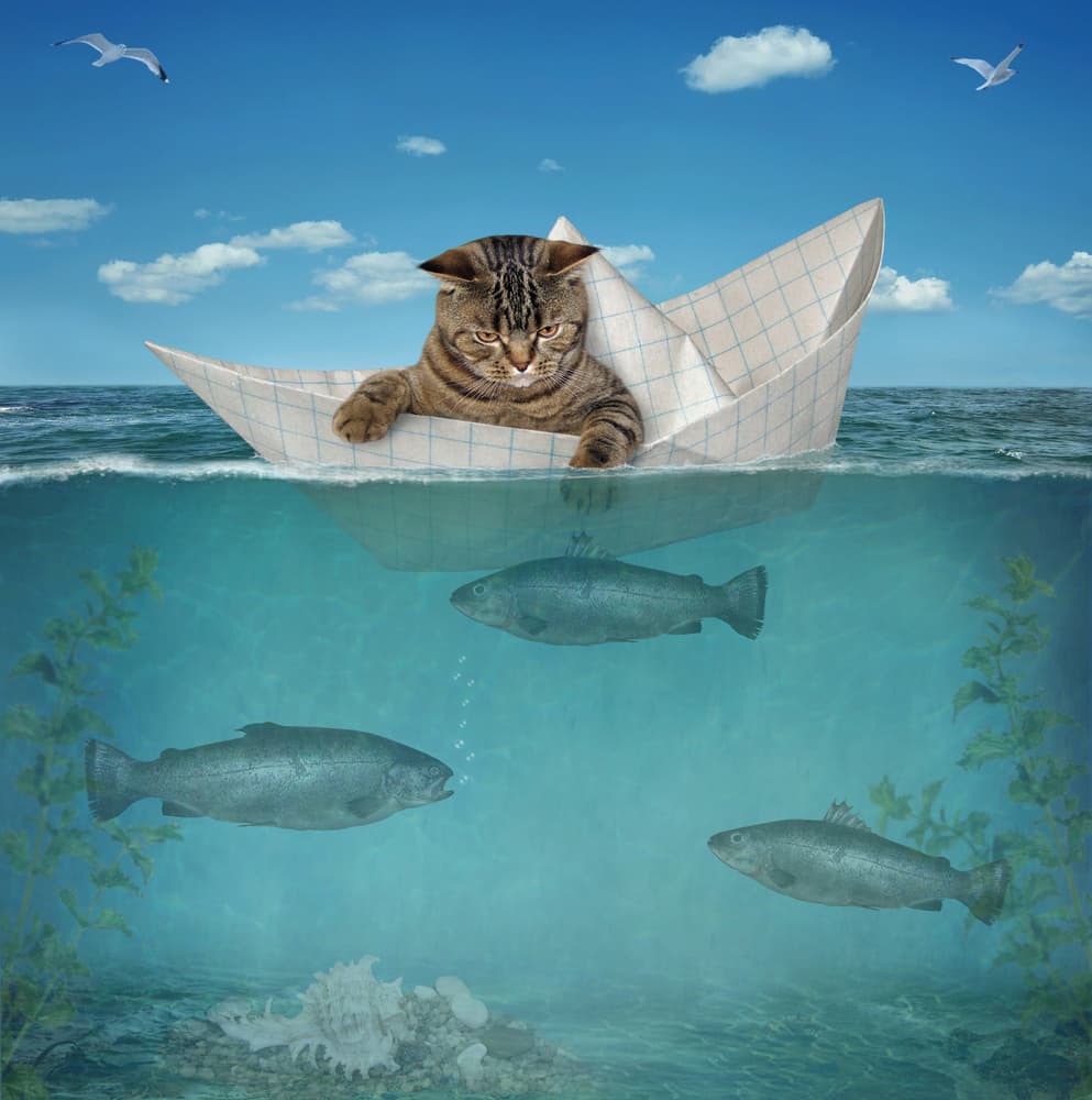 Grumpy Cat Paper Boat by Iryna Kuznetsova (Iridi) — canvas wall art