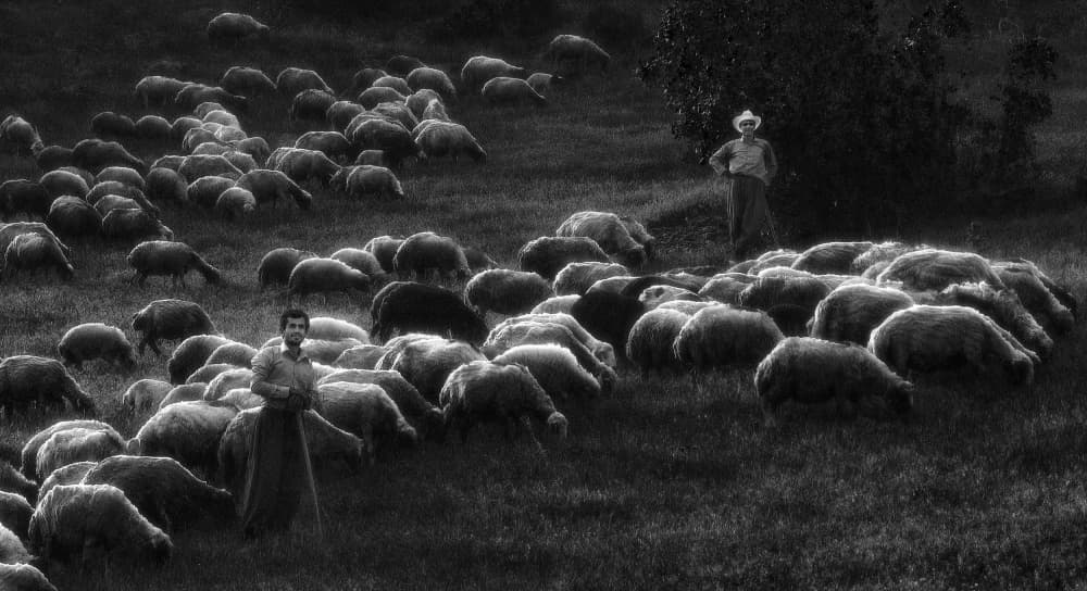 Pastoral Shepherds and Sheep by Abbas Arabzadeh — canvas wall art