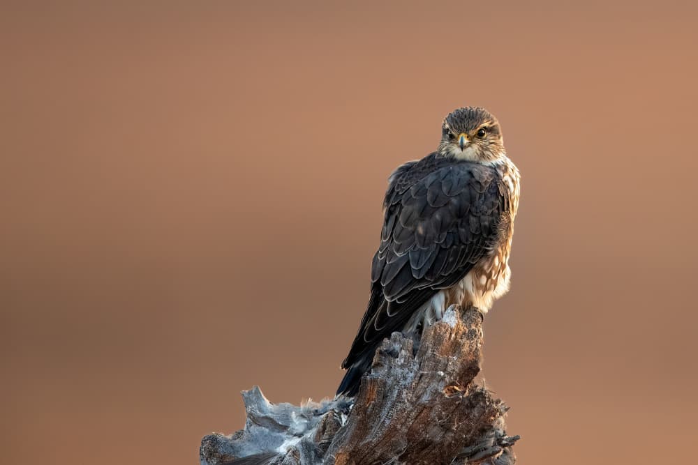 Intense Falcon Perch by Bill Lu — canvas wall art