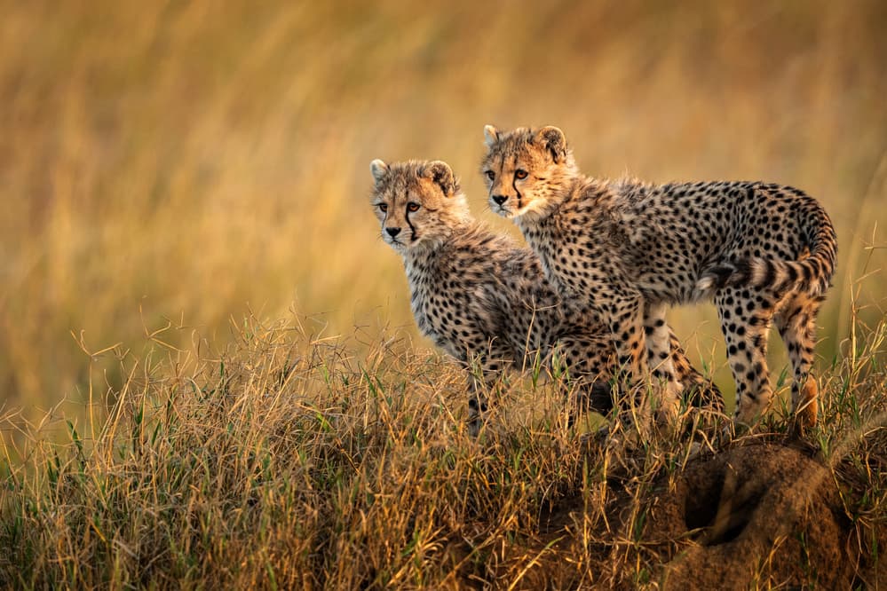 Golden Hour Cheetah Cubs by Hung Tsui — canvas wall art