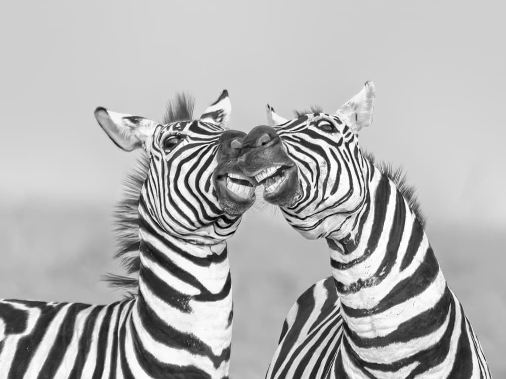 Two Smiling Zebras by Hong Chen — canvas wall art