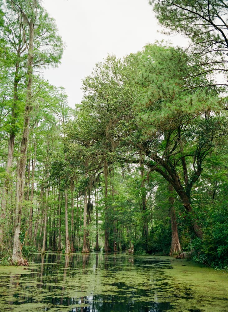 Cypress Swamp Reflections by Bethany Young — canvas wall art