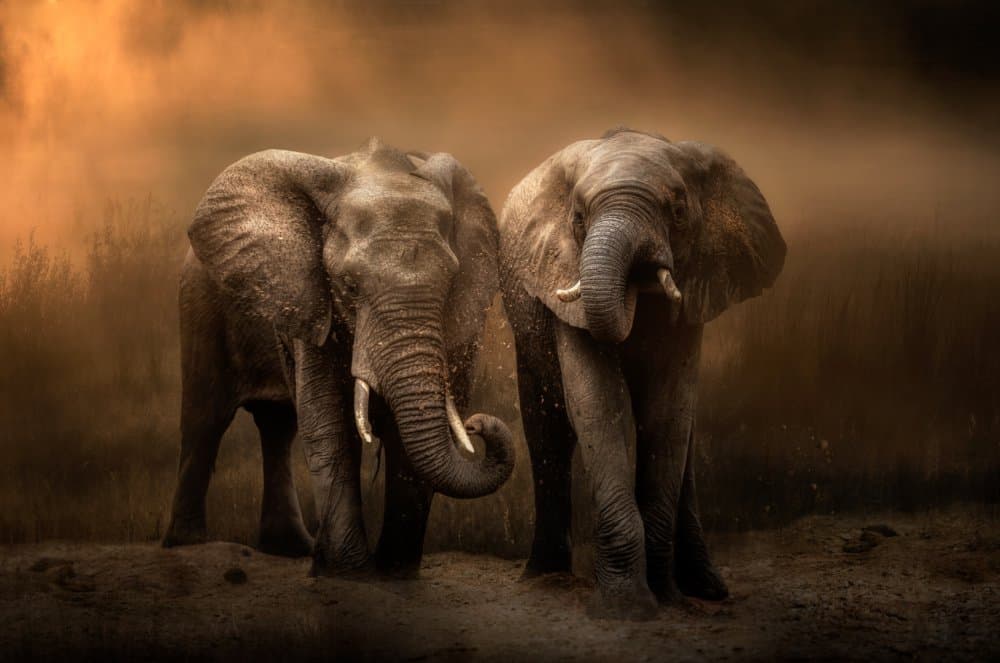 Elephants In Golden Dust by Charlaine Gerber — canvas wall art