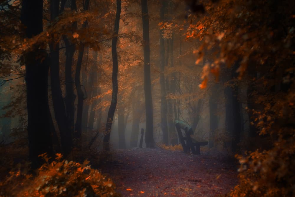 Misty Autumn Path by Ildiko Neer — canvas wall art