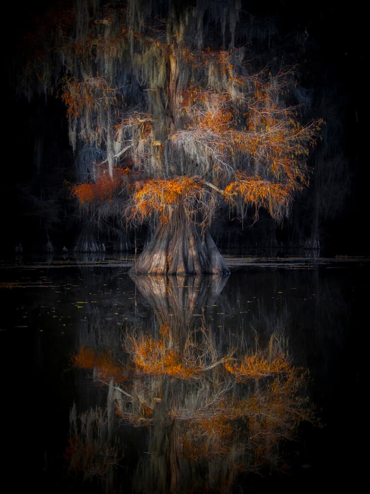 Autumn Cypress Reflection by Michael Zheng — canvas wall art