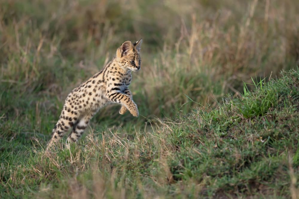 Jumping Serval Kitten by Marco Pozzi — canvas wall art