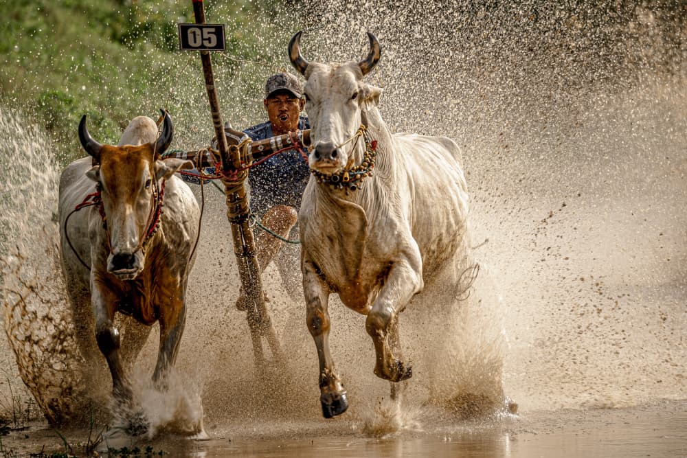 Powerful Oxen Race by Dzintra Zvagina — canvas wall art