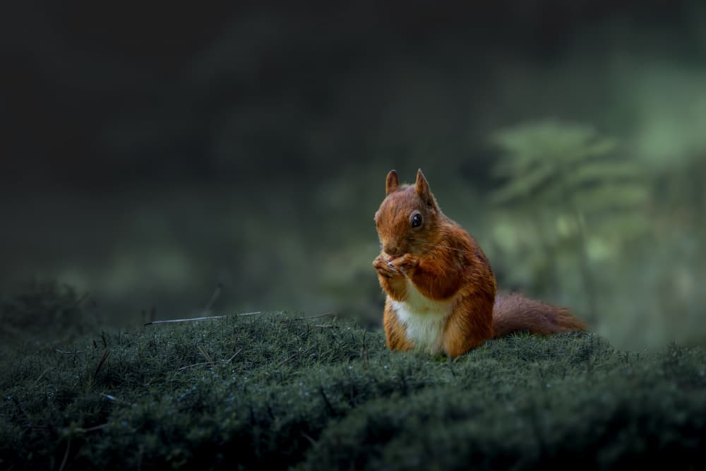 Quiet Forest Squirrel by Gert J ter Horst — canvas wall art