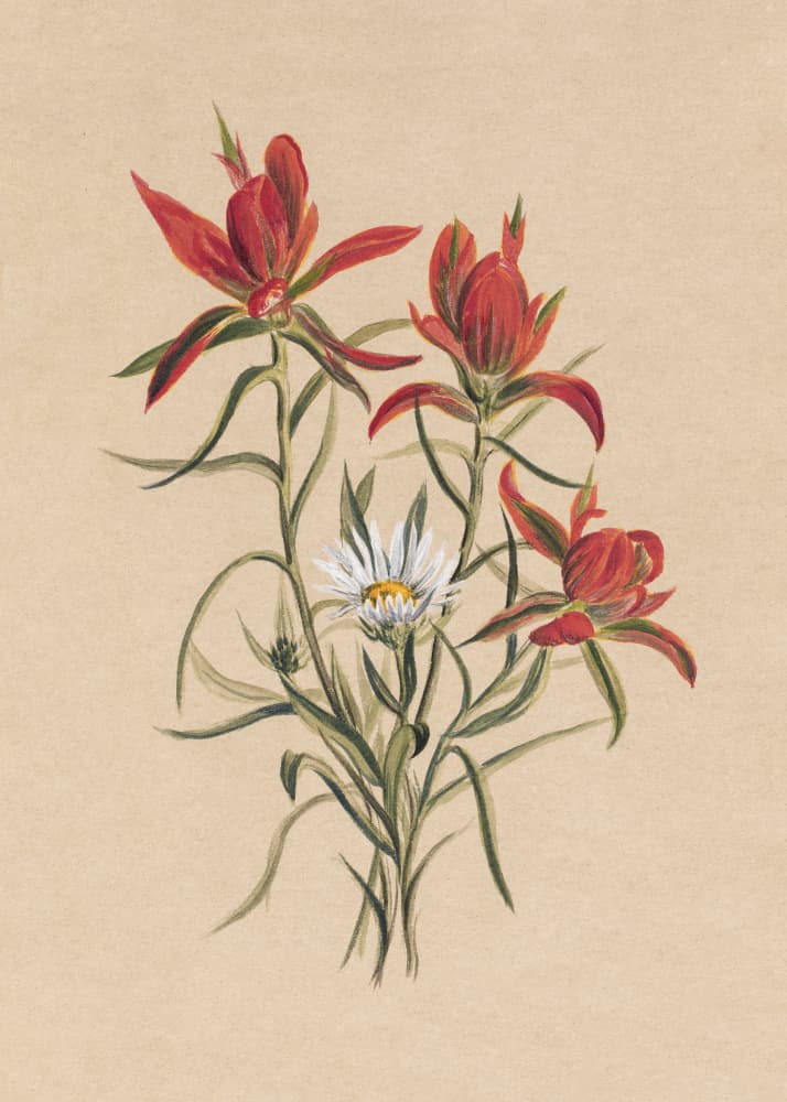Indian Paintbrush (1883)