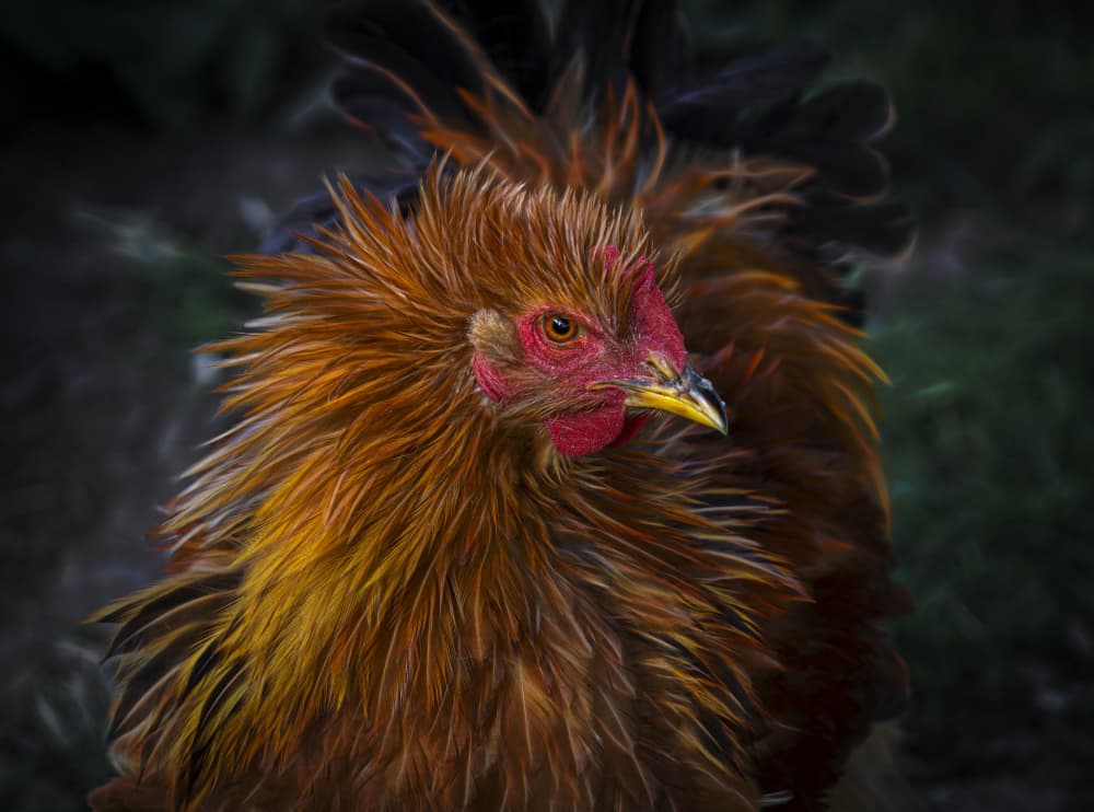 Vibrant Rooster Portrait by Marie-anne Stas — canvas wall art