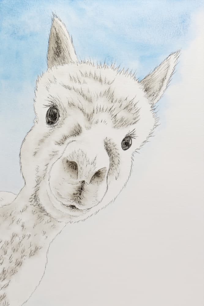 Curious Alpaca Portrait by Natalie Bruns — canvas wall art