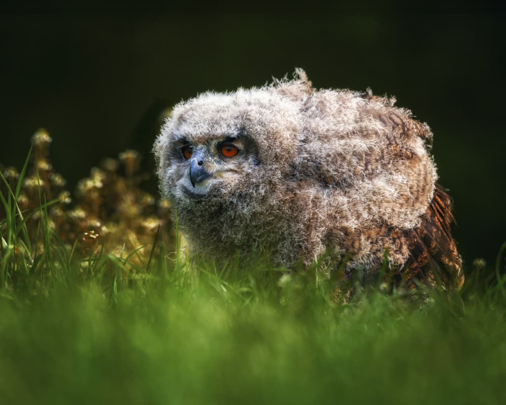 Curious Owlet Gaze by Michaela Firešová — canvas wall art