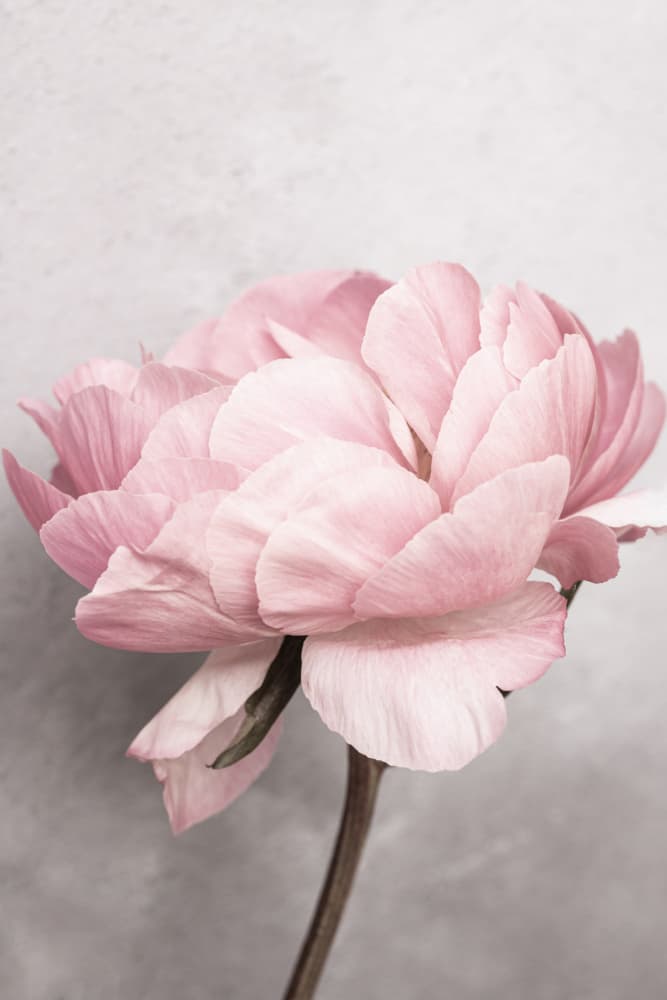 Peony by Kathrin Pienaar — canvas wall art