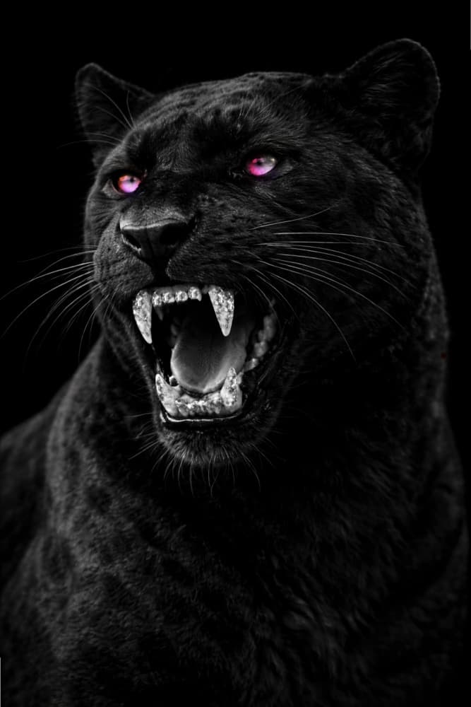 Fierce Black Panther by Josie George — canvas wall art
