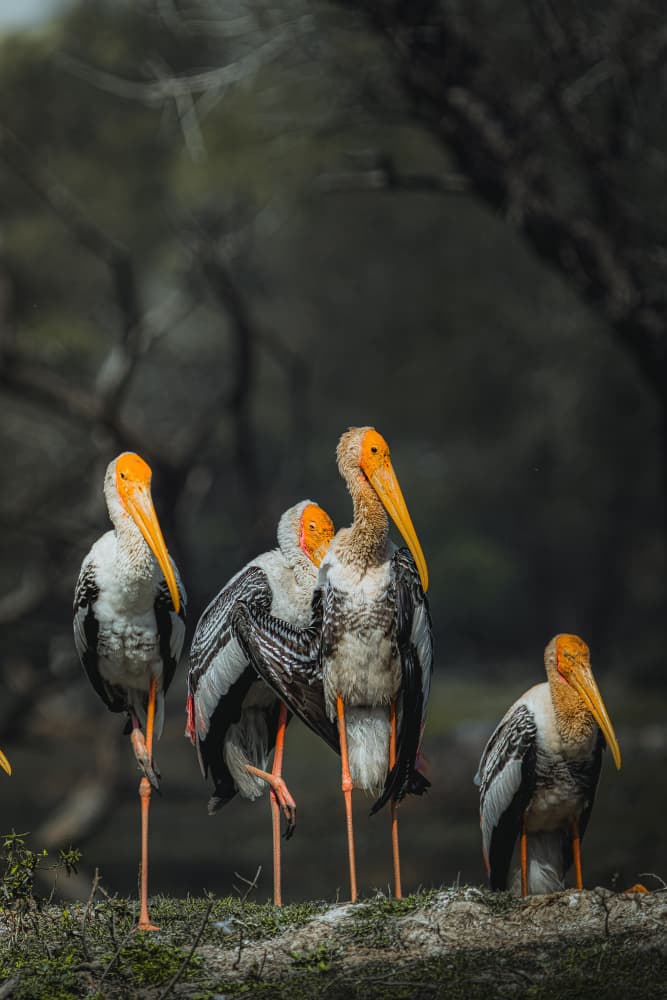 Painted Storks Group by Rahul Wedpathak — canvas wall art