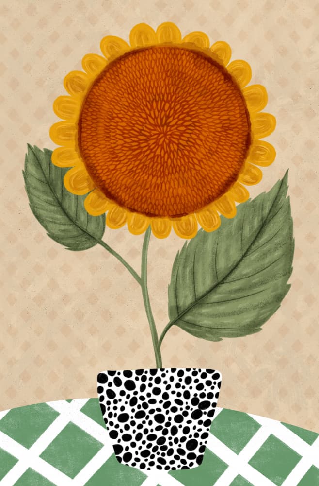 Dalmatian Pot Sunflower