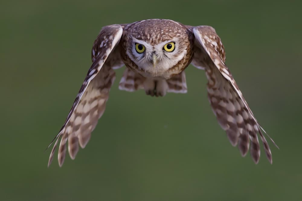 Burrowing Owl In Flight by David Manusevich — canvas wall art