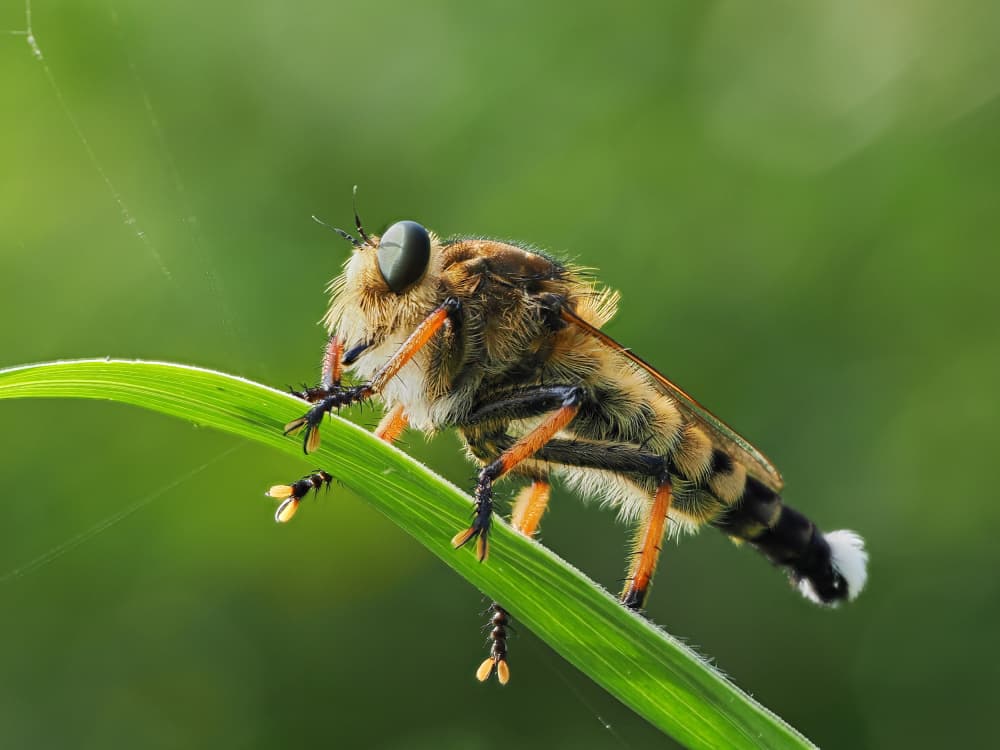 Fuzzy Robber Fly on Green by Takiko Hirai — canvas wall art